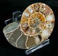 Cut & Polished Desmoceras Ammonite (Half) - #5395-2
